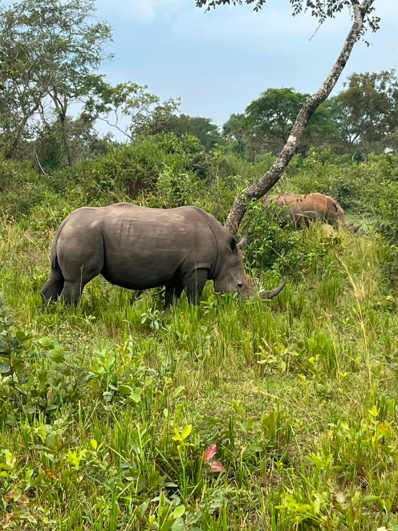 A rhino walking through tall green grass