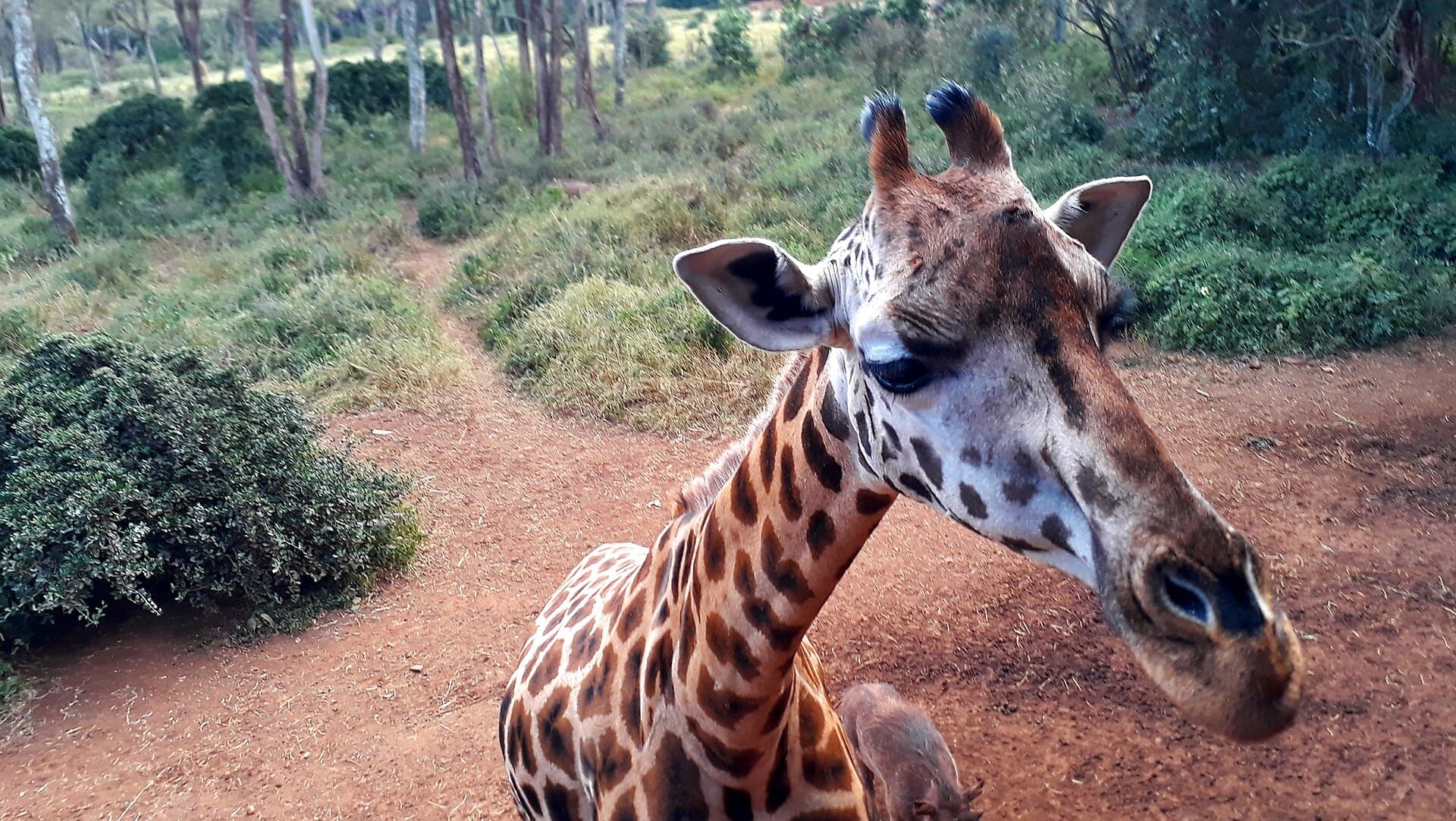 Nairobi City Getaway