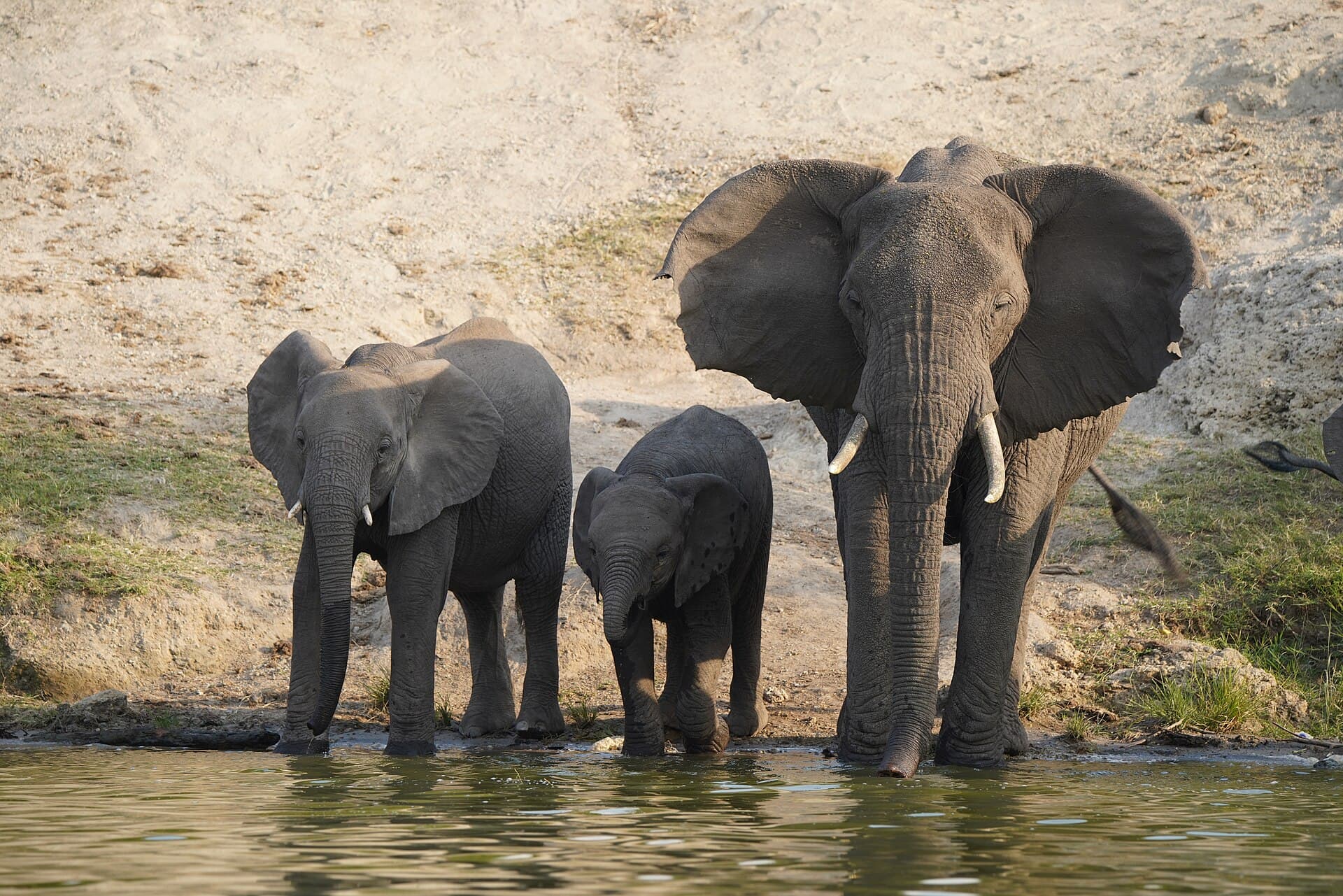 Queen Elizabeth Wildlife Tour