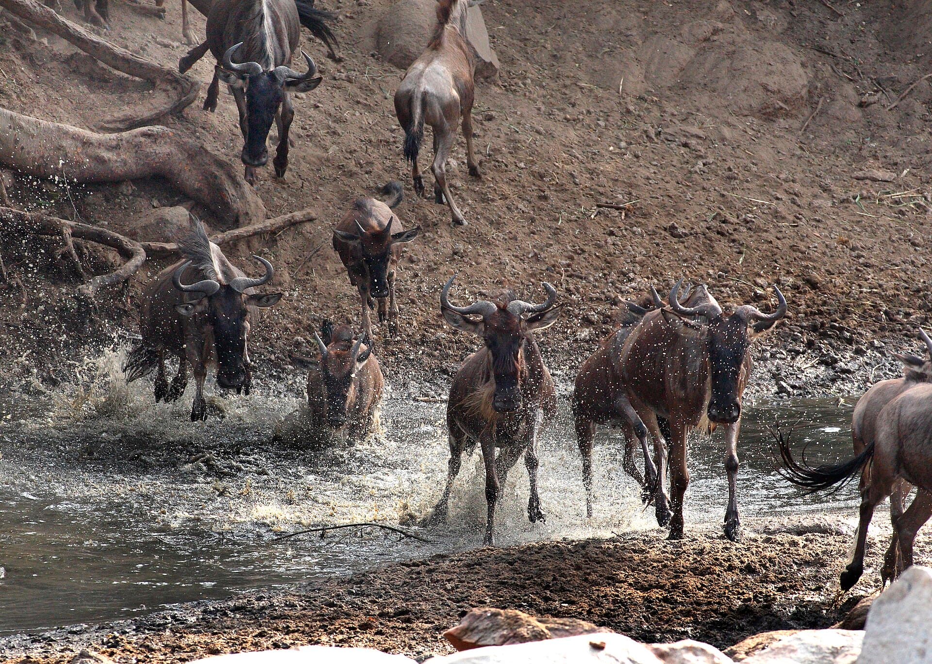 Serengeti Migration Safari